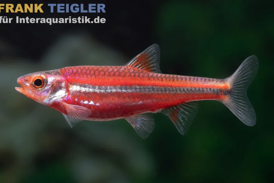 Regenbogenelritze, Notropis chrosomus (Kaltwasser & Warmwasser), DNZ
