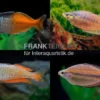 Regenbogenfisch-Mix, 5 Tiere