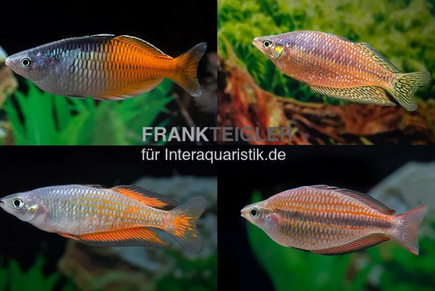 Regenbogenfisch-Mix, 5 Tiere