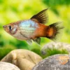Regenbogen-Platy Hochflosse, Xiphophorus maculatus