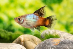 Regenbogen-Platy Hochflosse, Xiphophorus maculatus