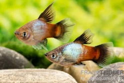 Regenbogen-Platy Hochflosse, Xiphophorus maculatus