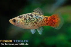 Regenbogenplaty Pfeffer & Salz, Xiphophorus maculatus PEPPER & SALT GOLD