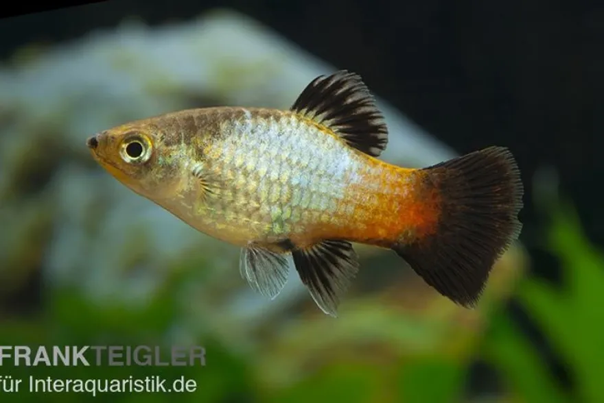 Regenbogen-Platy Wagtail, Xiphophorus maculatus