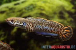 Regenbogen-Schlangenkopf, Channa bleheri, 7-12 cm