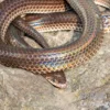 Regenbogenschlange, Xenopeltis unicolor