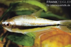 Regenbogentetra, Nematobrycon lacortei