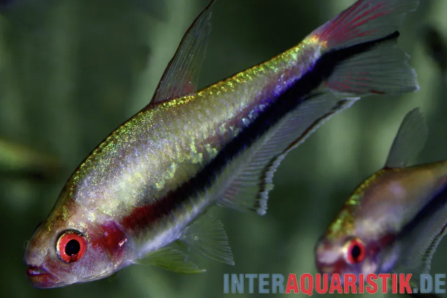 Regenbogentetra, Nematobrycon lacortei