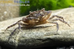 Reisfeldkrabbe, Siamthelphusa ranongensis