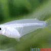 Reiskärpfling, Oryzias javanicus