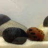 Rennschnecken-Bundle: 5x Rennschnecke im Farbmix