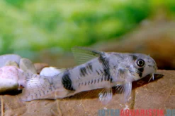 Reynolds Panzerwels, Corydoras reynoldsi