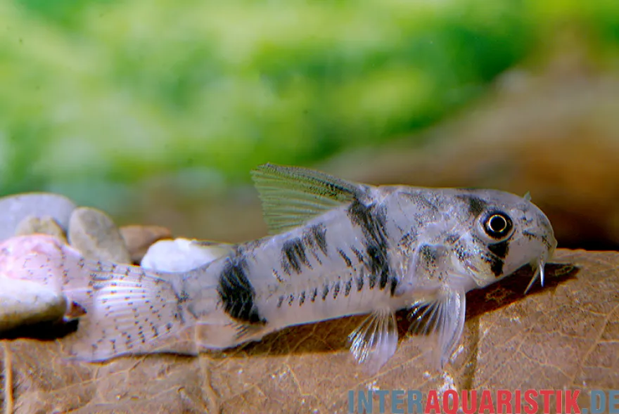 Reynolds Panzerwels, Corydoras reynoldsi