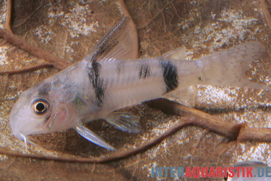 Reynolds Panzerwels, Corydoras reynoldsi