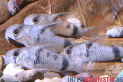 Reynolds Panzerwels, Corydoras reynoldsi