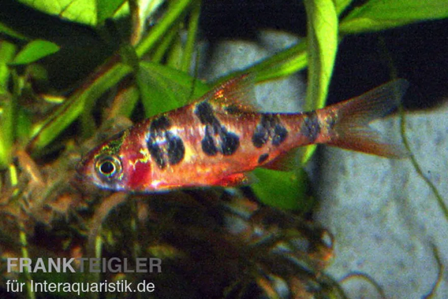 Rhombenbarbe, Barbus rhomboocellatus S
