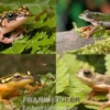 Riedfrosch Mix, 5 Stück, Hyperolius sp.