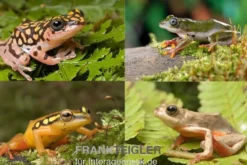 Riedfrosch Mix, 5 Stück, Hyperolius sp.