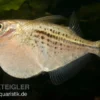 Riesenbeilbauchsalmler, Gasteropelecus maculatus