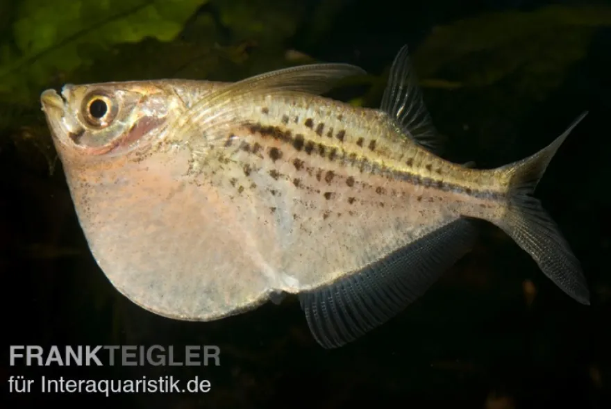 Riesenbeilbauchsalmler, Gasteropelecus maculatus