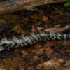 Riesenblauzungenskink, Tiliqua gigas