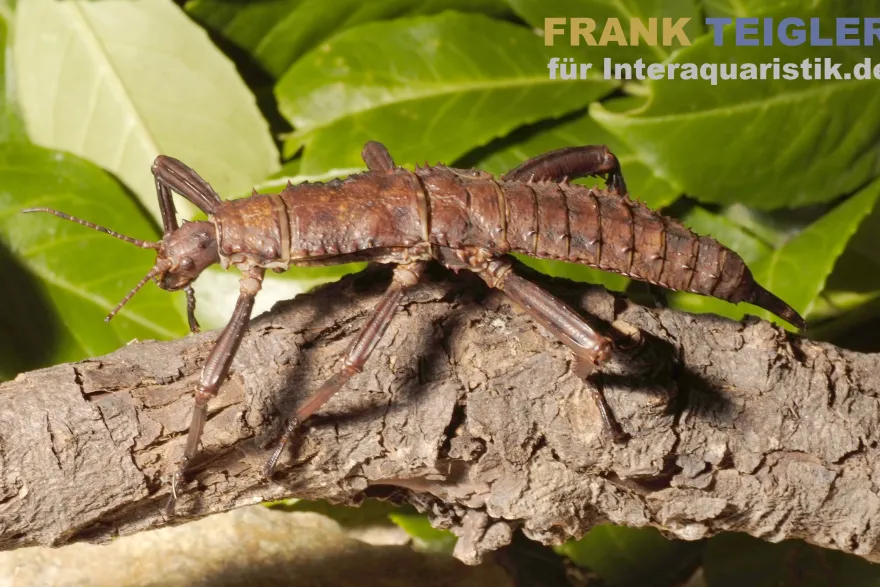 Riesendornschrecke, Eurycantha calcarata