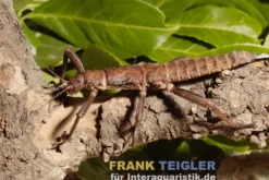 Riesendornschrecke, Eurycantha calcarata
