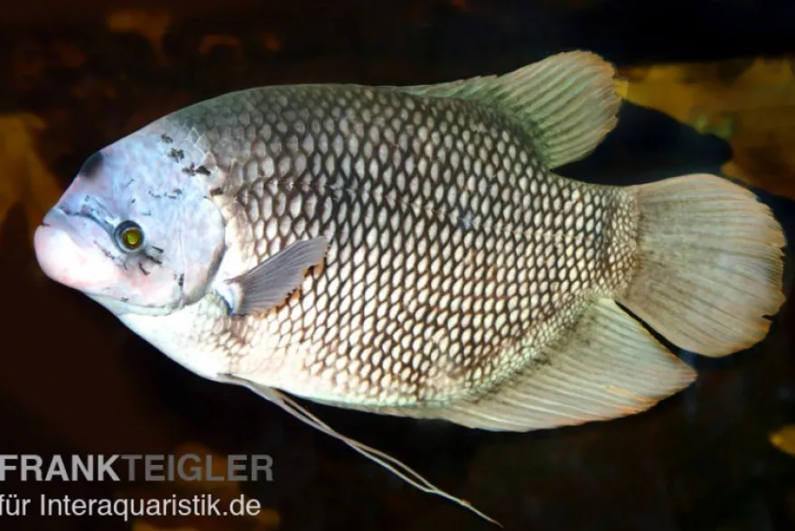 Riesengurami, Osphronemus goramy, NZ 5-7 cm