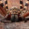 Riesenkrabbenspinne, Heteropoda cf. Maxima