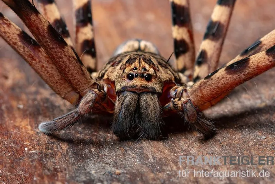 Riesenkrabbenspinne, Heteropoda cf. Maxima