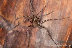 Riesenkrabbenspinne, Heteropoda cf. Maxima