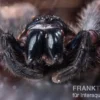 Riesenkrabbenspinne, Heteropoda sp. Indonesien 01
