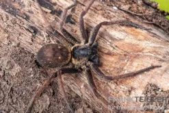 Riesenkrabbenspinne, Heteropoda sp. Indonesien 01