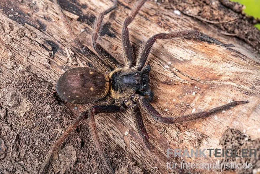 Riesenkrabbenspinne, Heteropoda sp. Indonesien 01