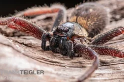Riesenkrabbenspinne, Heteropoda sp. Indonesien 01
