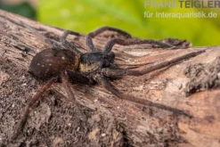 Riesenkrabbenspinne, Heteropoda sp. Indonesien 01