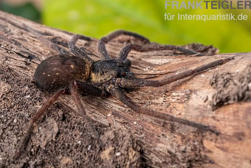 Riesenkrabbenspinne, Heteropoda sp. Indonesien 01