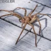 Riesenkrabbenspinne, Heteropoda venatoria