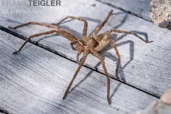 Riesenkrabbenspinne, Heteropoda venatoria