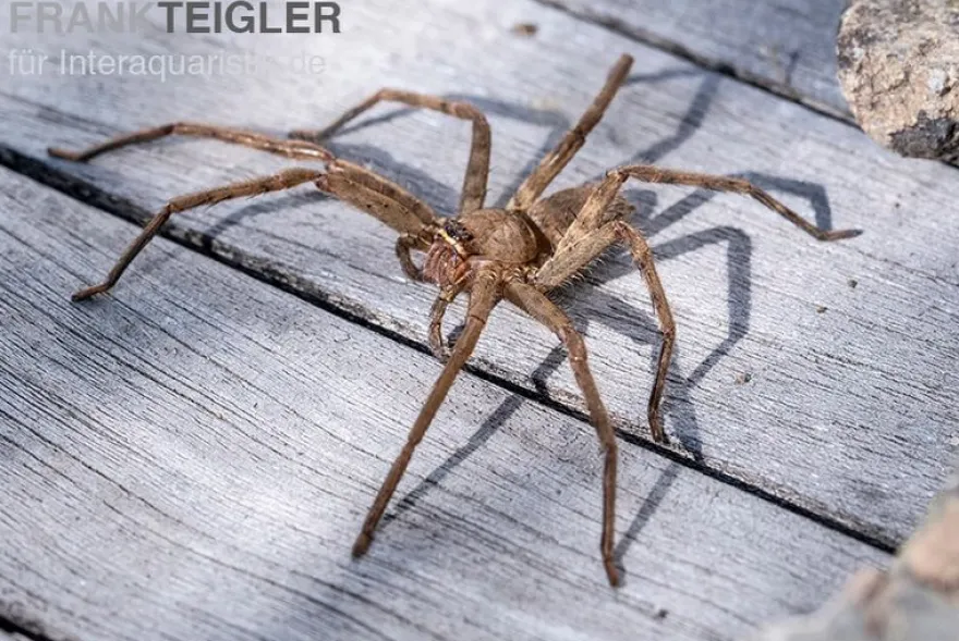 Riesenkrabbenspinne, Heteropoda venatoria