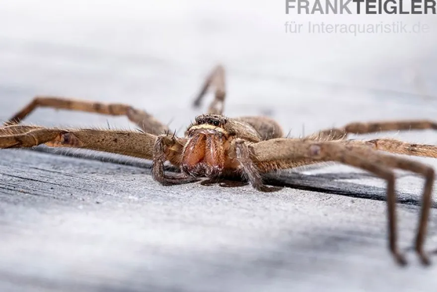 Riesenkrabbenspinne, Heteropoda venatoria