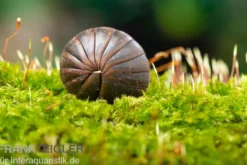 Riesenkugler, Castanotherium sp. Indonesien 1
