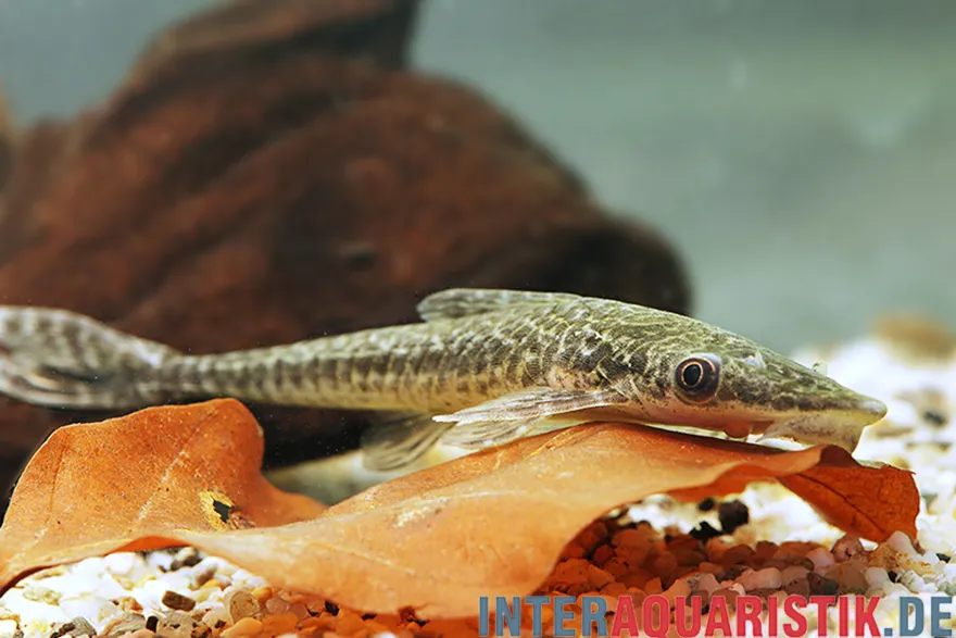 Riesen-Otocinclus, Oxyropsis acutirostris