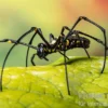Riesenradnetzspinne, Nephila maculata