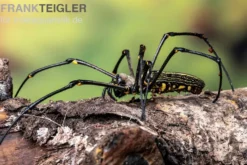 Riesenradnetzspinne, Nephila maculata