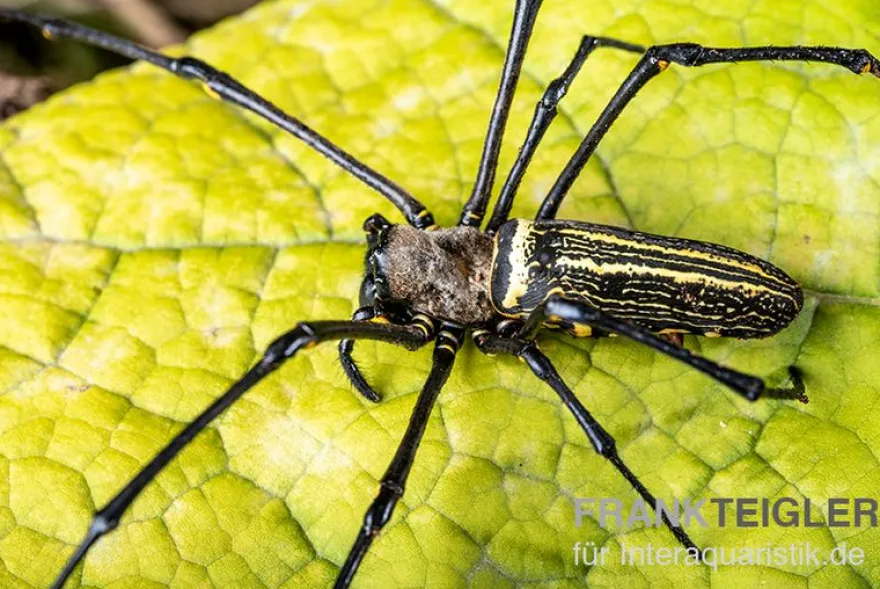 Riesenradnetzspinne, Nephila maculata