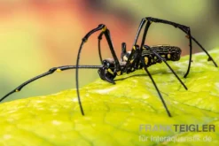 Riesenradnetzspinne, Nephila maculata