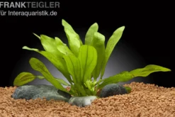 Riesenschwertpflanze, Echinodorus martii "Major", im Topf