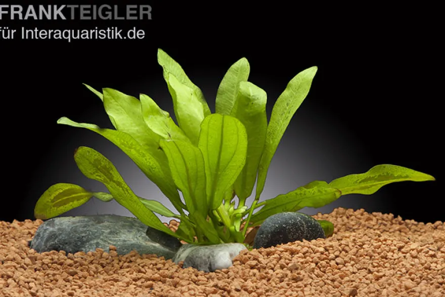 Riesenschwertpflanze, Echinodorus martii "Major", im Topf