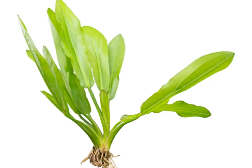 Riesenschwertpflanze, Echinodorus martii "Major", im Topf